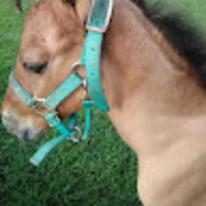 Meet your Posher, Justin